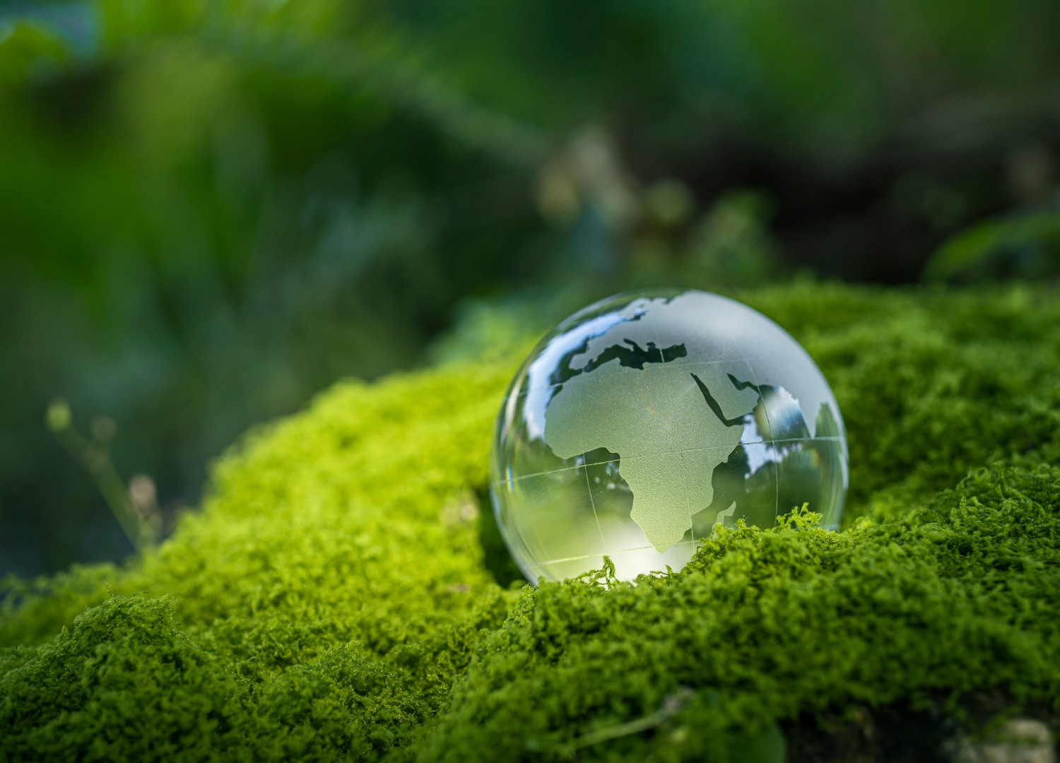 Uma imagem em foco de um globo de vidro transparente sobre um leito de musgo verde vibrante e macio, com folhagens verdes e borradas ao fundo.